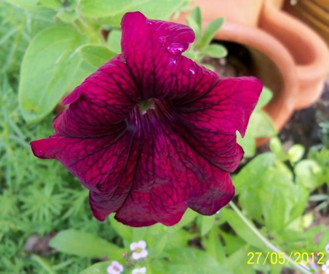 Name:  100_4506.jpg
Views: 639
Size:  42.9 KB