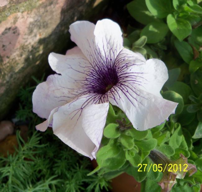 Name:  100_4508.jpg
Views: 633
Size:  53.5 KB