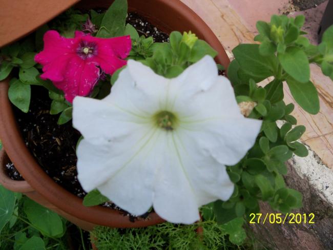 Name:  100_4490.jpg
Views: 623
Size:  41.1 KB