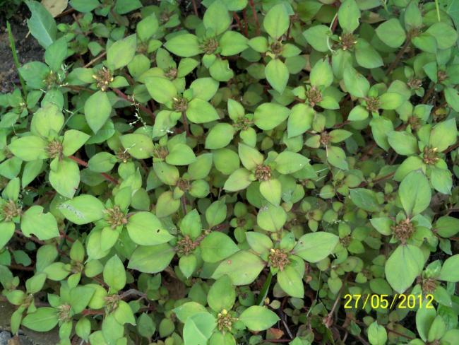 Name:  100_4402.jpg
Views: 597
Size:  65.5 KB