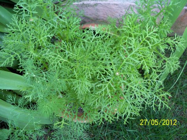 Name:  100_4392.jpg
Views: 653
Size:  71.5 KB