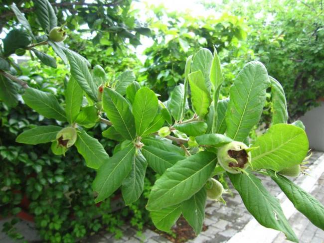 Name:  mumula.jpg
Views: 909
Size:  62.2 KB