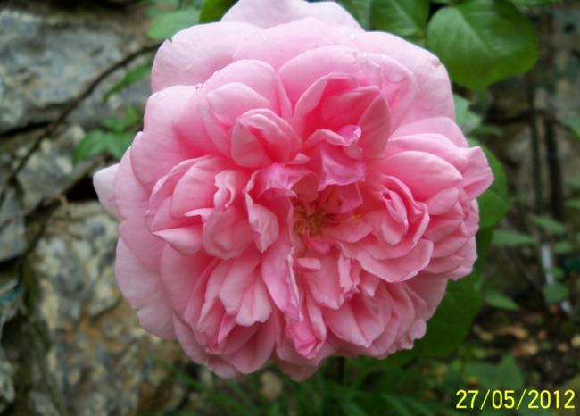 Name:  100_4228.jpg
Views: 668
Size:  36.8 KB