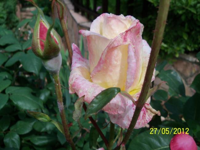 Name:  100_4286.jpg
Views: 625
Size:  40.4 KB