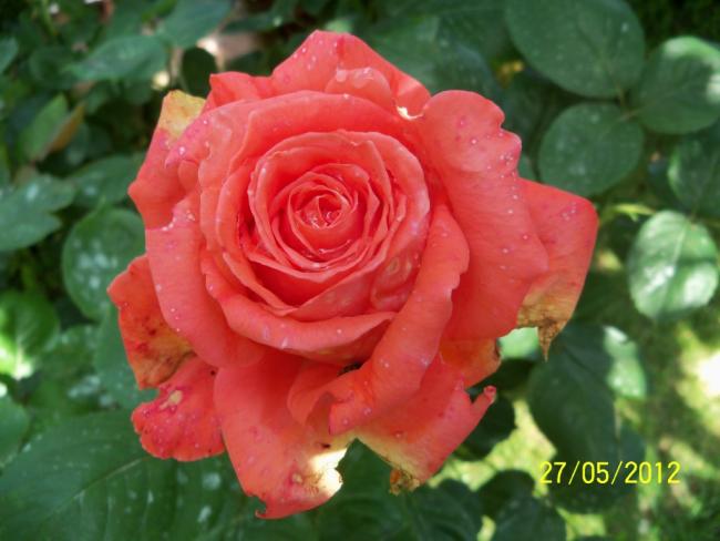 Name:  100_4390.jpg
Views: 625
Size:  38.6 KB
