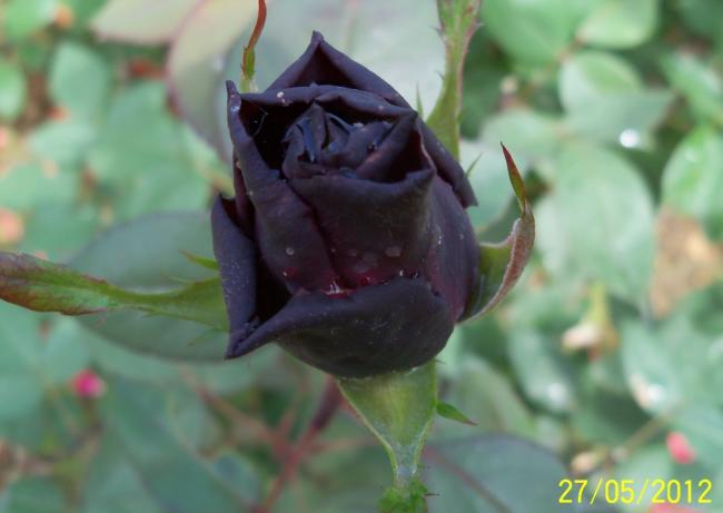 Name:  100_4289.jpg
Views: 616
Size:  28.4 KB