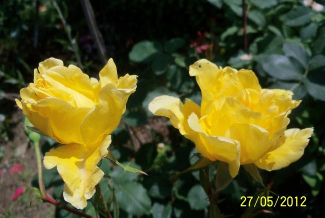 Name:  100_4314.jpg
Views: 612
Size:  35.8 KB