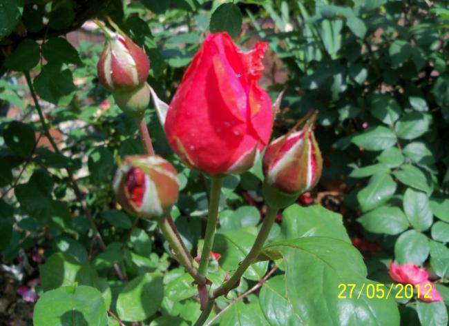 Name:  100_4325.jpg
Views: 625
Size:  49.7 KB