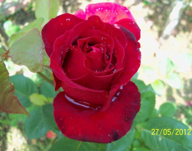 Name:  100_4332.jpg
Views: 616
Size:  38.0 KB