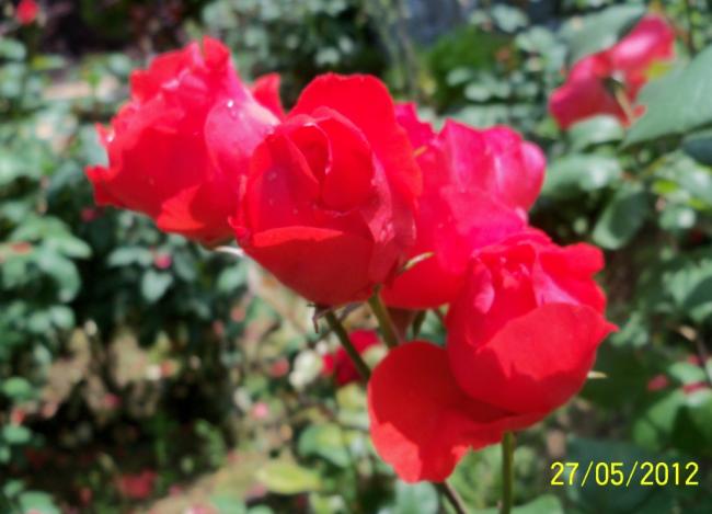 Name:  100_4337.jpg
Views: 618
Size:  37.1 KB