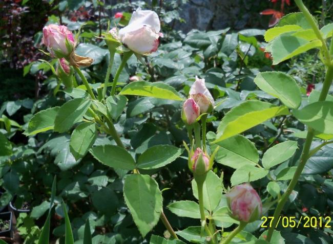 Name:  100_4348.jpg
Views: 669
Size:  63.3 KB
