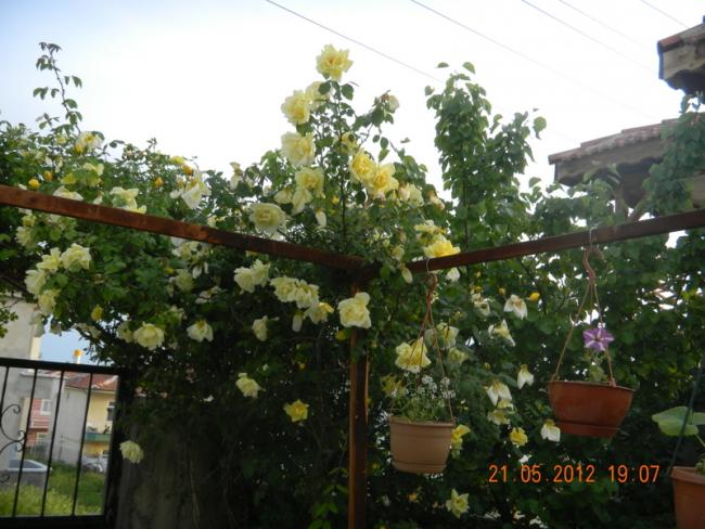 Name:  DSCN1164.jpg
Views: 1323
Size:  55.7 KB