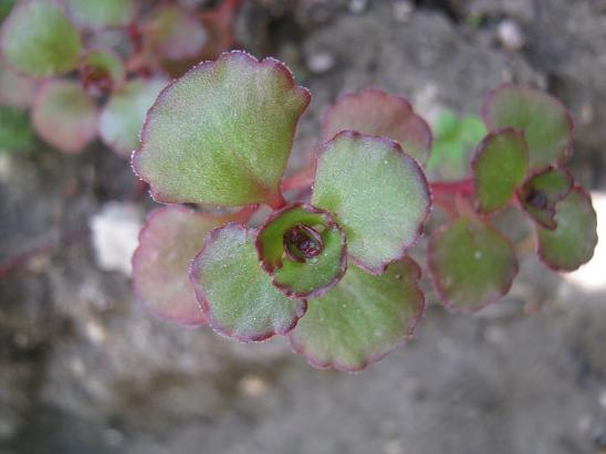 Name:  sedum spirium.JPG
Views: 1438
Size:  39.0 KB
