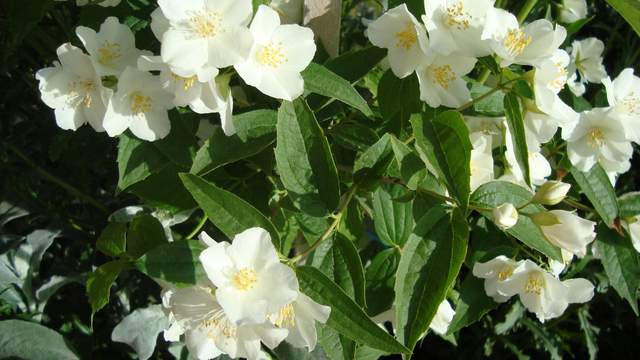 Name:  457339_139061126227988_100003723037026_169023_648902503_o.jpg
Views: 747
Size:  38.7 KB