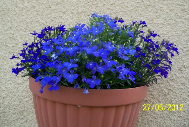Name:  100_4384.jpg
Views: 652
Size:  59.0 KB