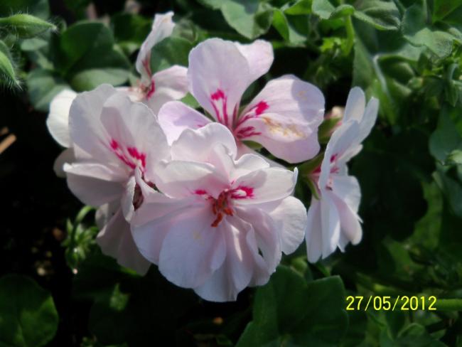 Name:  100_4439.jpg
Views: 660
Size:  35.4 KB