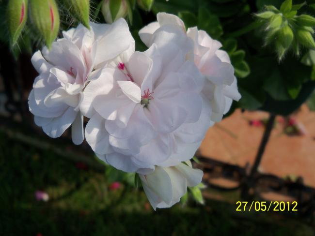 Name:  100_4438.jpg
Views: 619
Size:  32.3 KB