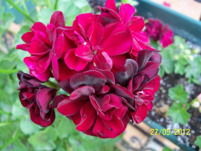 Name:  100_4432.jpg
Views: 610
Size:  46.9 KB