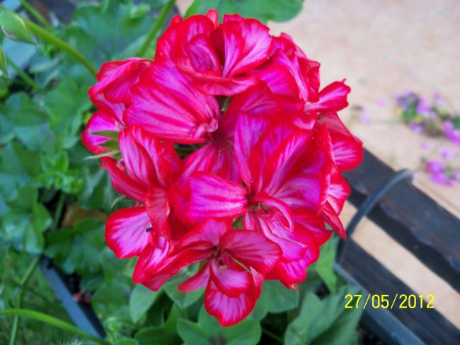 Name:  100_4425.jpg
Views: 603
Size:  45.6 KB