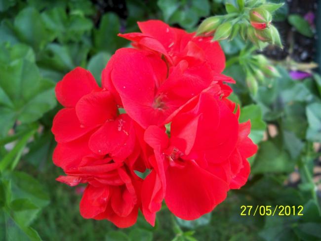 Name:  100_4428.jpg
Views: 625
Size:  35.9 KB