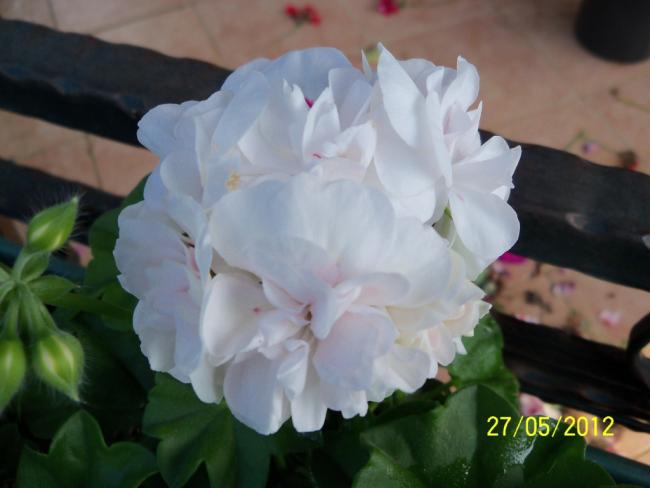Name:  100_4437.jpg
Views: 582
Size:  30.3 KB