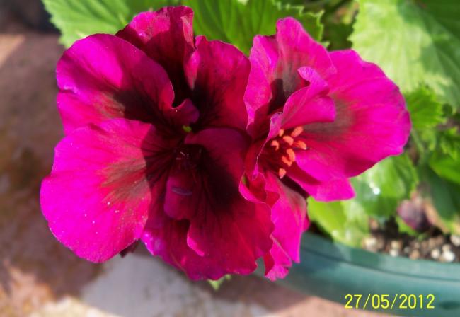 Name:  100_4449.jpg
Views: 602
Size:  34.4 KB