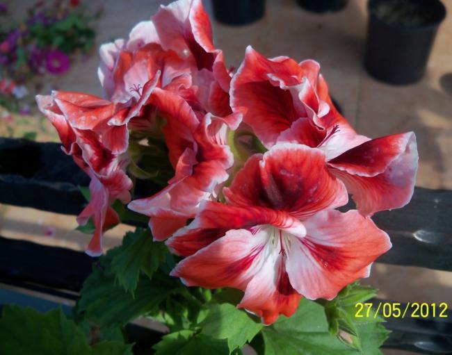 Name:  100_4440.jpg
Views: 552
Size:  44.7 KB