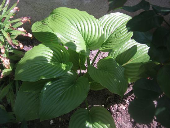 Name:  hosta.JPG
Views: 1197
Size:  54.5 KB