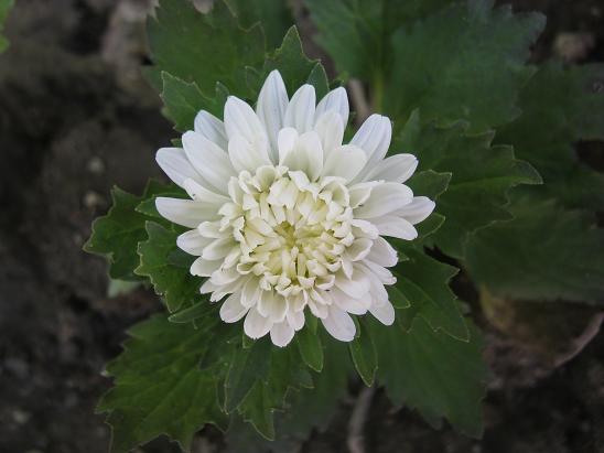 Name:  aster.JPG
Views: 1142
Size:  39.5 KB