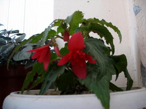 Name:  begonya.jpg
Views: 5094
Size:  32.1 KB