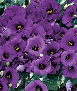 Name:  prod000252_lg.jpg
Views: 724
Size:  45.4 KB