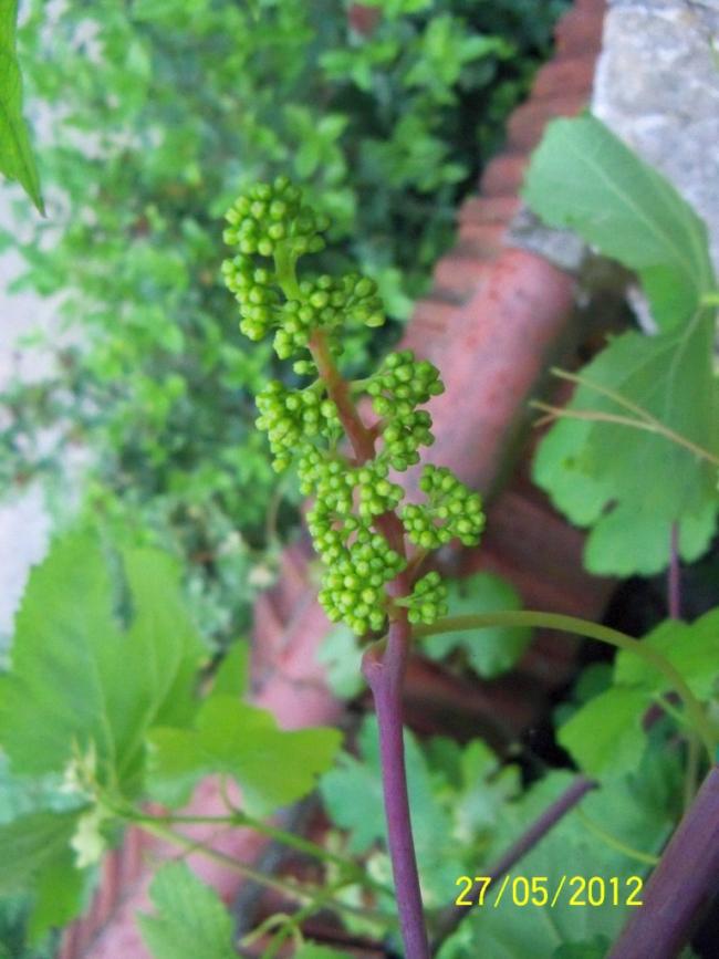 Name:  100_4527.jpg
Views: 663
Size:  62.6 KB