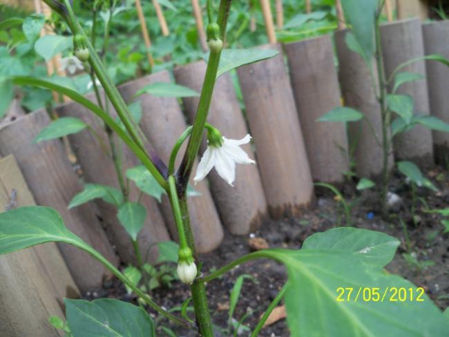 Name:  100_4517.jpg
Views: 552
Size:  40.9 KB