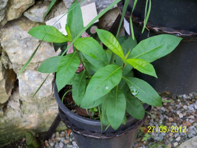 Name:  100_4214.jpg
Views: 553
Size:  51.7 KB