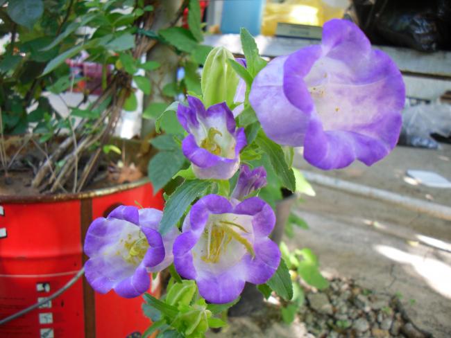 Name:  SDC13873 copy copy.jpg
Views: 476
Size:  47.0 KB