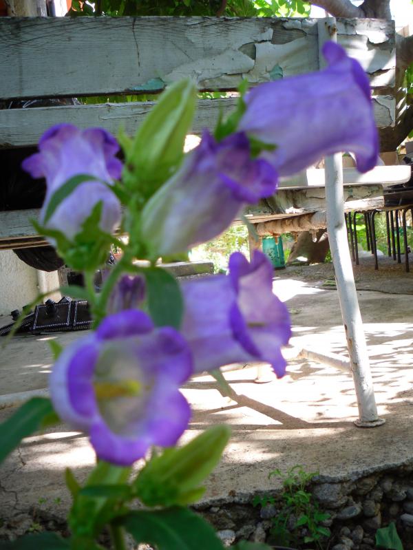 Name:  SDC13874 copy copy.jpg
Views: 475
Size:  71.9 KB
