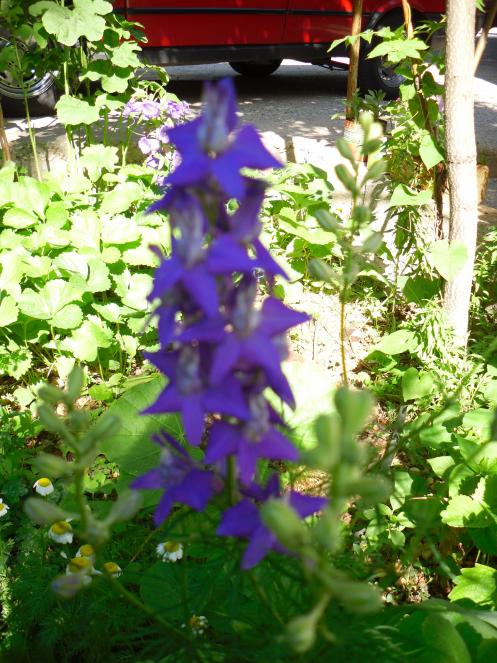 Name:  SDC13865 copy copy.jpg
Views: 487
Size:  77.8 KB