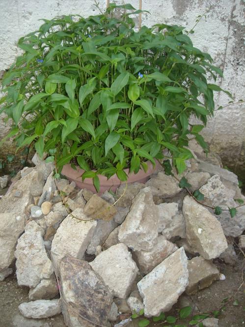 Name:  Resim 265.jpg
Views: 861
Size:  74.5 KB