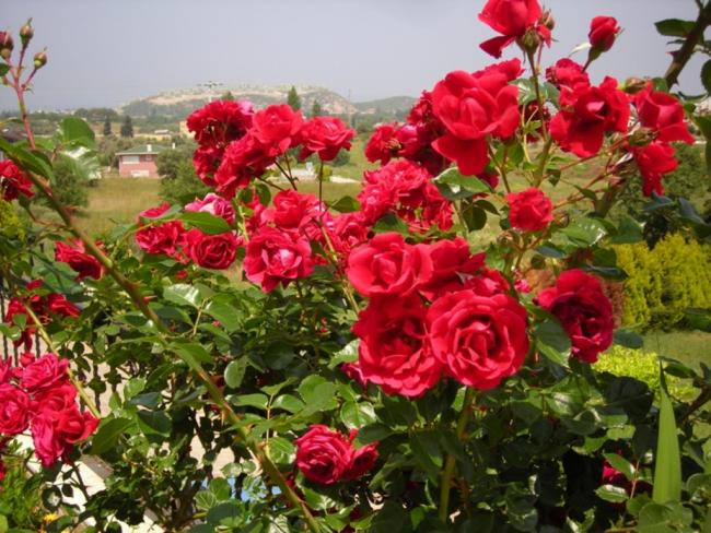 Name:  DSCN7590.jpg
Views: 551
Size:  68.5 KB