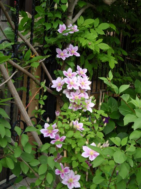 Name:  P6011147.jpg
Views: 1294
Size:  62.1 KB