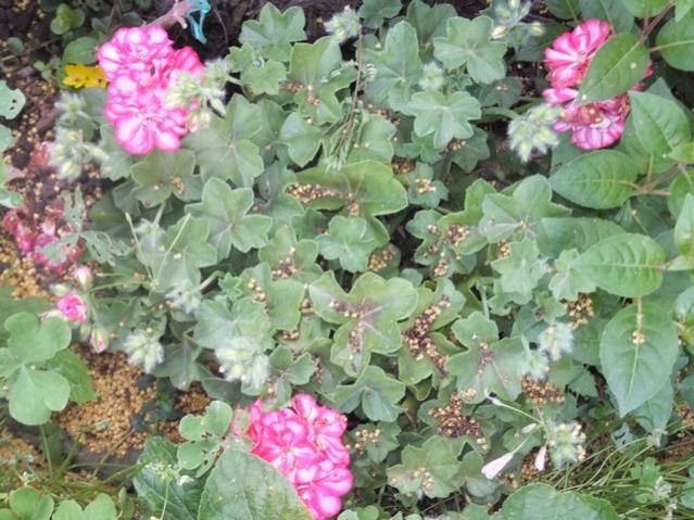 Name:  DSCF2793.jpg
Views: 463
Size:  64.7 KB