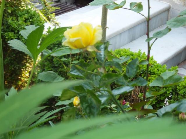Name:  DSCF2795.jpg
Views: 447
Size:  46.1 KB