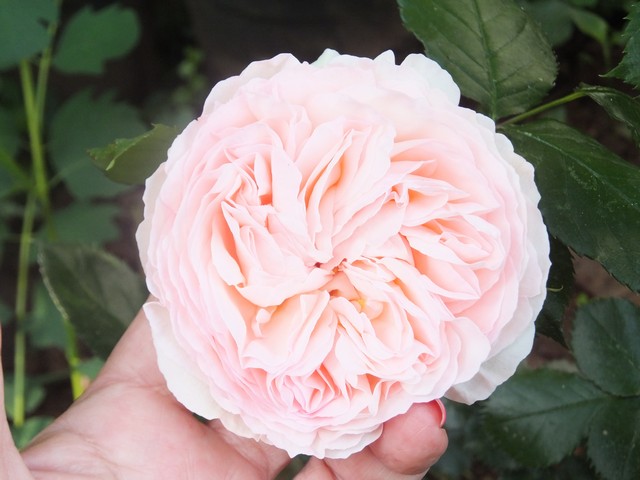 Name:  DSCF2796.jpg
Views: 443
Size:  69.8 KB