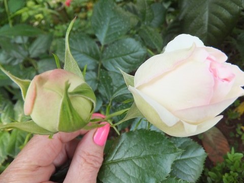 Name:  DSCF2798.jpg
Views: 455
Size:  65.5 KB