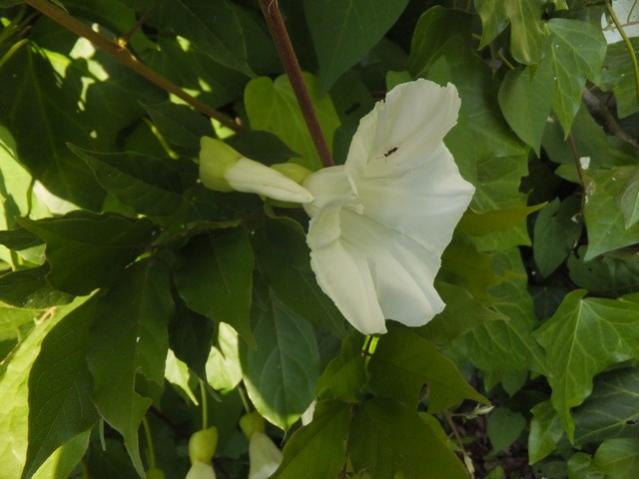 Name:  DSCF2807.jpg
Views: 442
Size:  34.9 KB