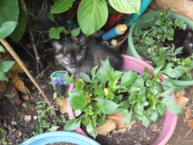 Name:  DSCF3157.jpg
Views: 527
Size:  63.4 KB