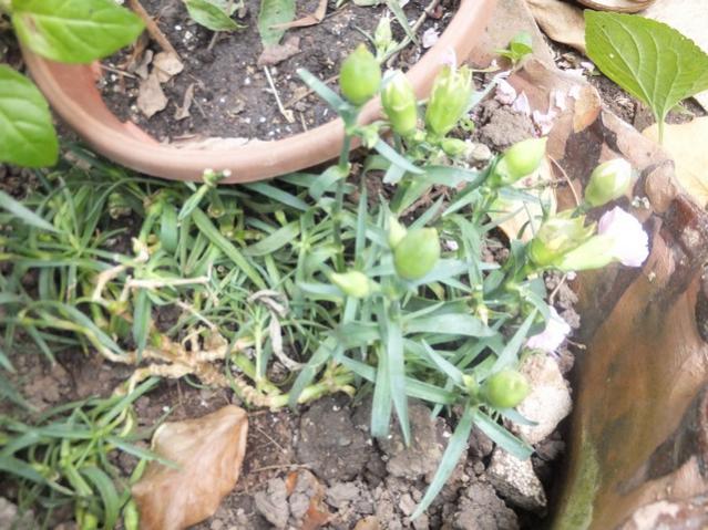Name:  DSCF3160.jpg
Views: 534
Size:  63.0 KB