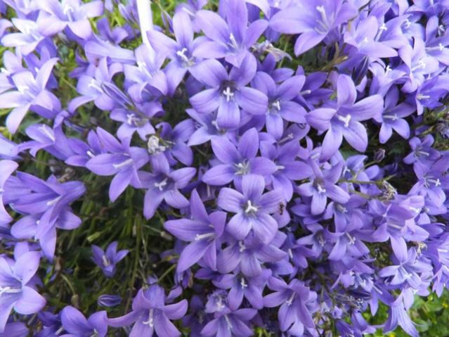 Name:  DSCF3228.jpg
Views: 682
Size:  61.2 KB
