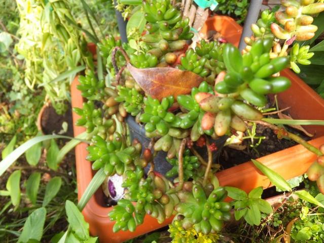 Name:  DSCF3104.jpg
Views: 599
Size:  64.5 KB