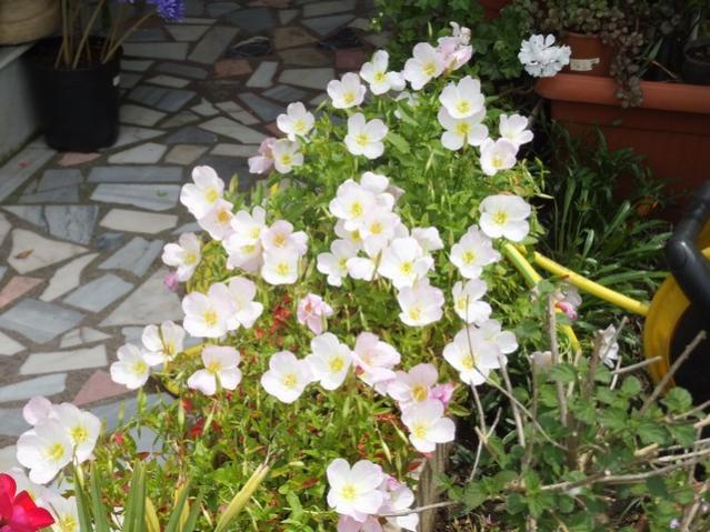 Name:  DSCF3188.jpg
Views: 578
Size:  61.8 KB